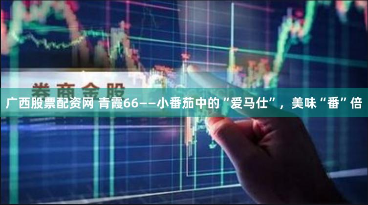 广西股票配资网 青霞66——小番茄中的“爱马仕”，美味“番”倍